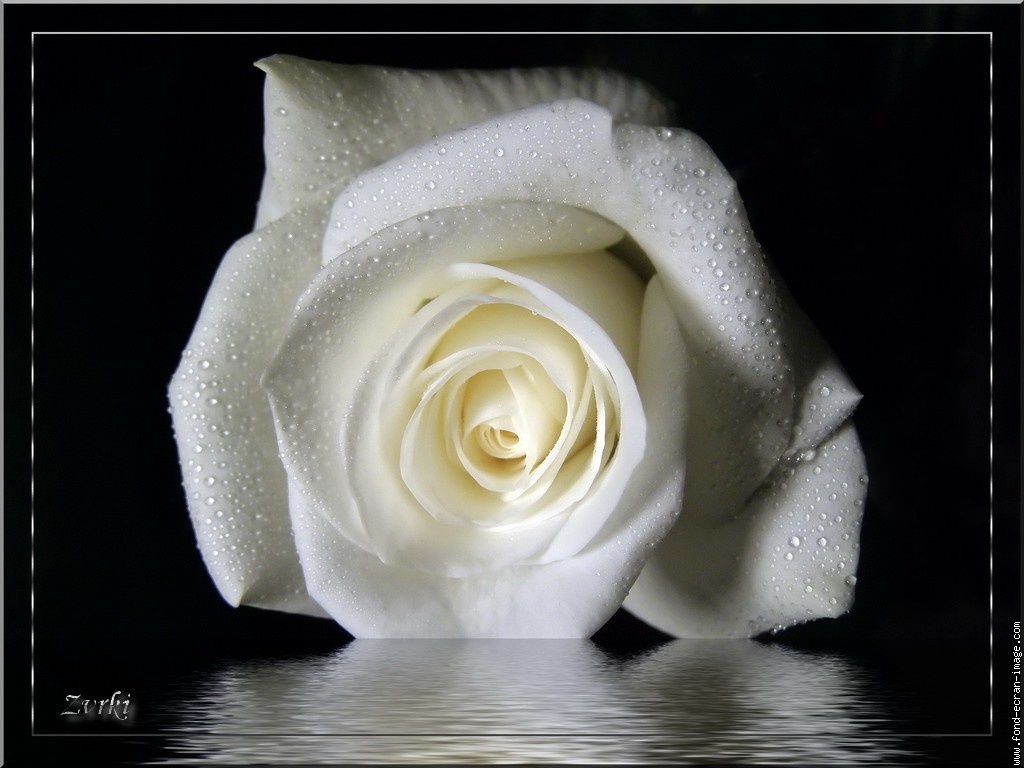 Message de la rose blanche : vous Ãªtes si pure