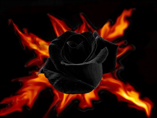 Rose noire scintillante
